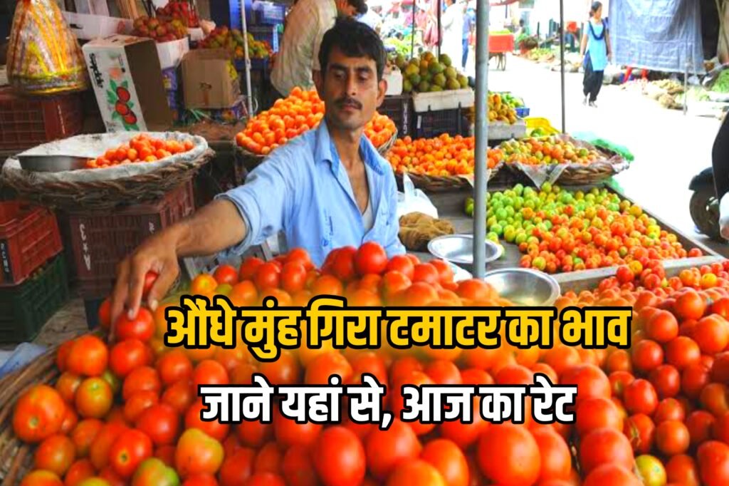 Tomato Price Today : दिल्ली एनसीआर में औधें मुंह गिरे टमाटर के भाव, अब मिल रहे इतने रुपये किलो